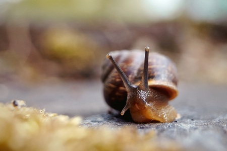 Amusing little snail crawling and moss in the environment.の写真素材