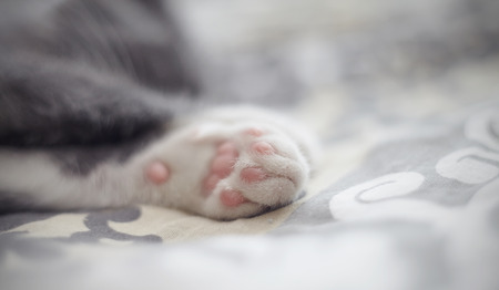 White paws of the sleeping gray kitten, close up.の写真素材