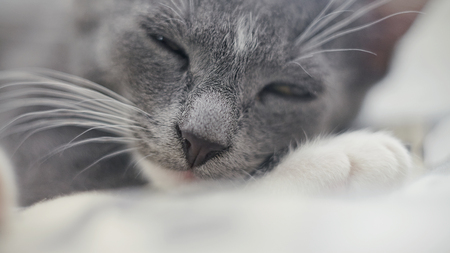A muzzle of the sleeping gray kitten, close up.の写真素材