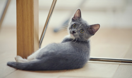 The gray kitten with white paws lies on a floor.の写真素材