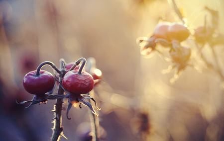 Red fruits of a dogrose on autumn dry branches.の写真素材