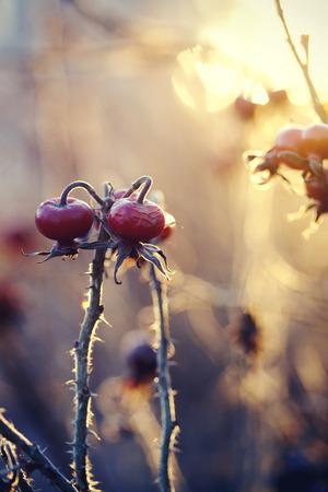 Dry autumn branches of a bush of a dogrose with red fruits.の写真素材