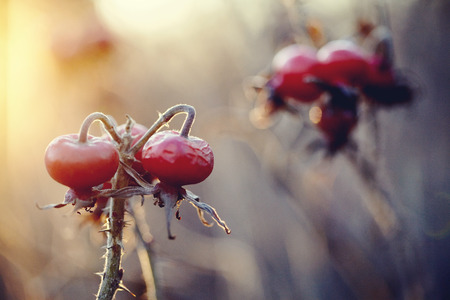 Red fruits of a dogrose on autumn dry branches.の写真素材