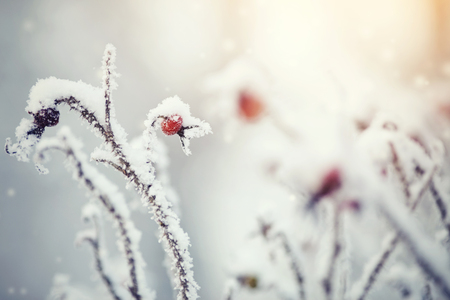 The fruit of dog-rose covered with hoarfrost and snow in the winterの写真素材