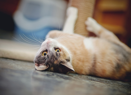 The beautiful multi-colored cat with yellow eyes, lies on a floor.の写真素材