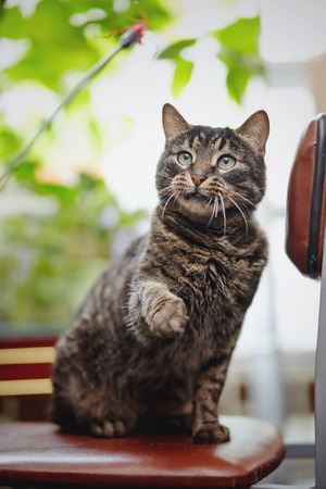 The beautiful striped domestic cat with the raised paw, sits on a chair.の写真素材