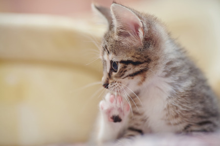 Portrait of the domestic striped little kittenの写真素材