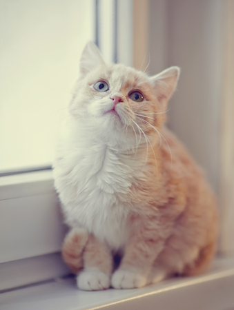 The light-beige kitten sits on a window sill.の写真素材
