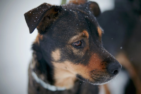 Portrait of not purebred dog in the winter.の写真素材