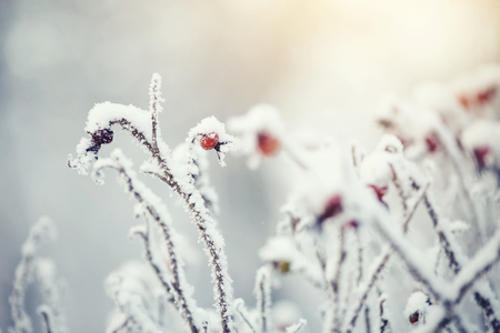 The fruit of dog-rose covered with hoarfrost and snow in the winterの写真素材