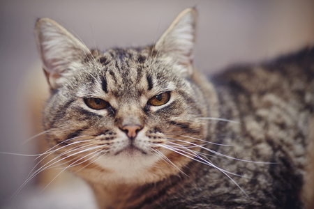 Portrait of an angry domestic striped cat.の写真素材
