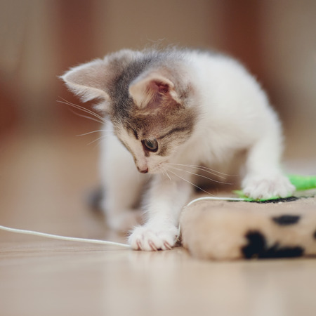 Small kitten on a floor plays with a toy.の写真素材