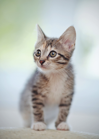 The striped nice kitten with white moustachesの写真素材