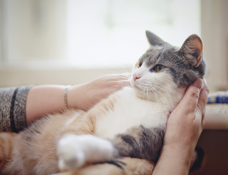 Portrait of the beautiful cat of a multi-colored color の写真素材