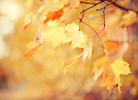 Branch with autumn yellow maple leaves lit with the sun. Golden autumn.の写真素材