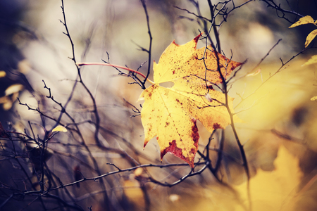 The autumn yellow maple leaf which has fallen and got stuck in branches.の写真素材