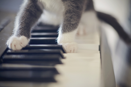 White paws of a gray cat on synthesizer keys.の写真素材