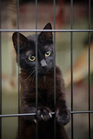 Black cat with yellow eyes sits in a cage.の写真素材