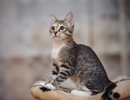 The young striped domestic cat with brown eyes and with white pawsの写真素材