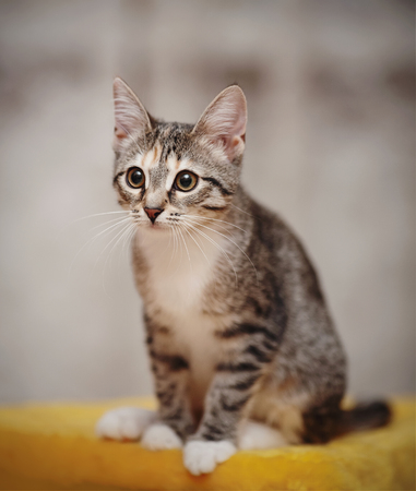 The young striped domestic cat with white paws sitsの写真素材