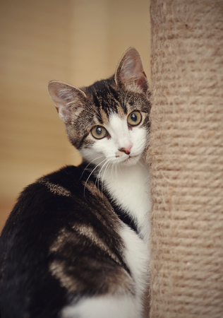 Portrait of the cat of a white color with striped spotsの写真素材