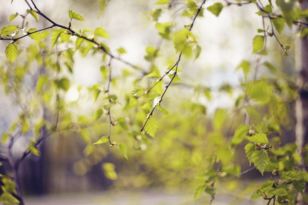 Background with green birch branches in the spring.の写真素材