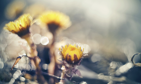 Yellow flowers coltsfoot (tussilago farfara) in the spring close up.の写真素材