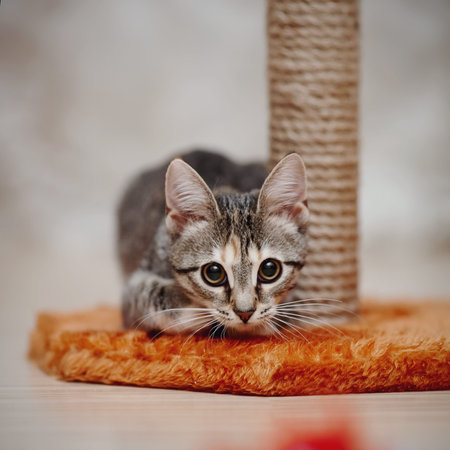 The young striped domestic cat with brown eyesの写真素材