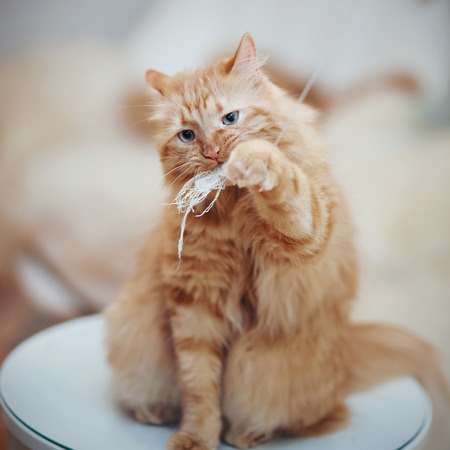 The striped red domestic the cat sits on a table and plays with a toy.の写真素材