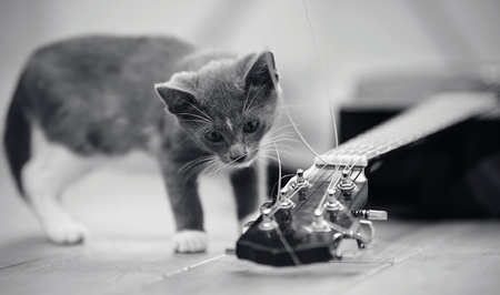Not the color image of a gray curious kitten and the guitar lying on a floor.の写真素材