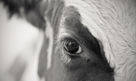 Not the color eyes red cow and the fly, close-up.の写真素材