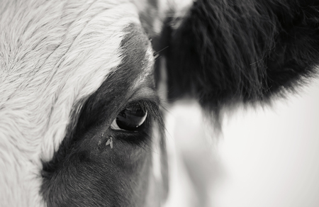 Not the color eyes cow and the fly, close-up.の写真素材