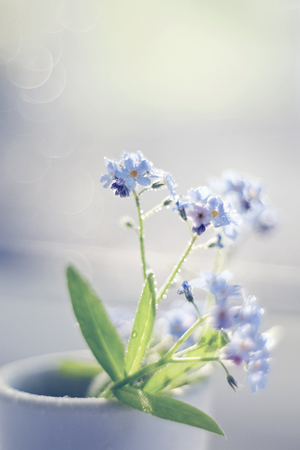 Blue flowers of a forget-me-not close up in a cup at a window, are lit with the sun. Forget-me-nots and Bokeh.の写真素材