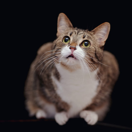 The striped domestic cat with white paws on a black background.
