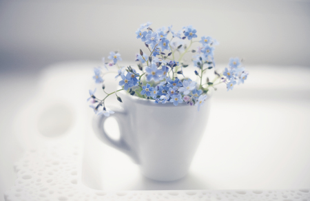Blue flowers of a forget-me-not in a white cup on a lacy tray.の写真素材