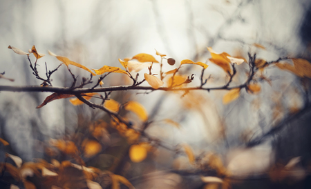 Autumn background with yellow leaves on branches of a cotoneaster. Golden autumn.の写真素材