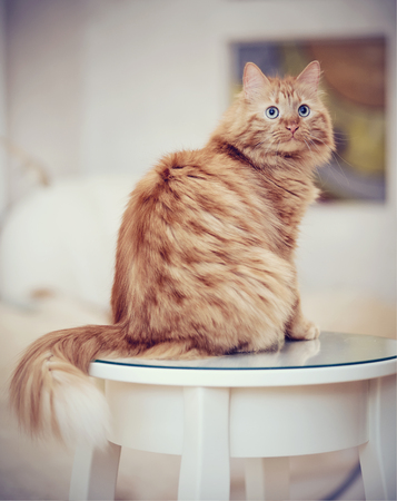 The striped red domestic cat sits on the table.の写真素材