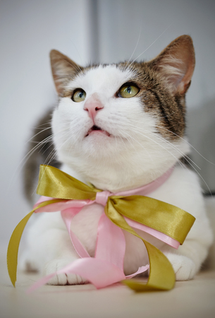 Portrait of a white and striped domestic cat with a bowの写真素材