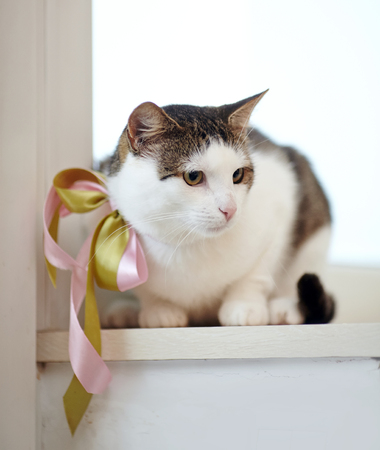 The domestic cat, white with striped spots, with a bow on a neck, sits on a window sill.の写真素材