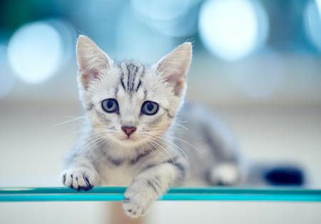 Portrait of a gray striped domestic kittenの写真素材