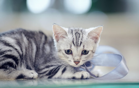 Portrait of a gray striped domestic kitten with a bow.の写真素材