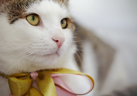Muzzle of a  white and striped domestic cat with a bowの写真素材