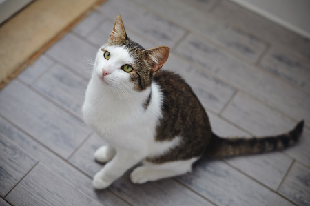 White and striped domestic cat photographed from above.の写真素材
