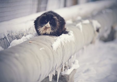 Frozen homeless black cat basking in the winter on the pipes.の写真素材
