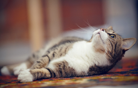 The striped domestic cat with white paws, lies on a carpet.の写真素材