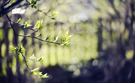 Background with green branches in the spring.の写真素材