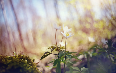 White spring flowers wild anemone illuminated by the sun.の写真素材