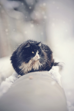 Frozen dirty homeless black furry cat in winterの写真素材