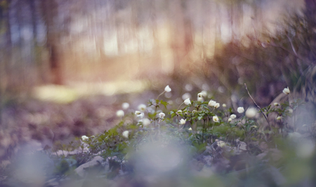 Background with spring primroses - white flowers of an anemonyの写真素材