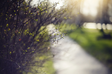 Background with green escapes on bush branches in the spring.の写真素材